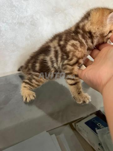 2 Scottish pure race de deux mois vaccinés