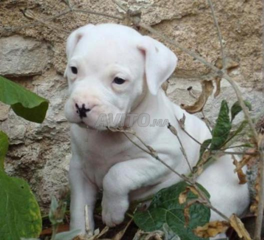 Chiots Dogo Argentino - 2
