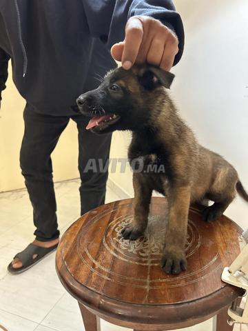 Chiots Malinois pure race - 2