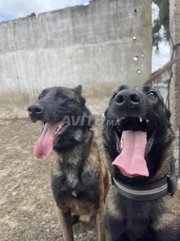 Chiots Malinois pure race
