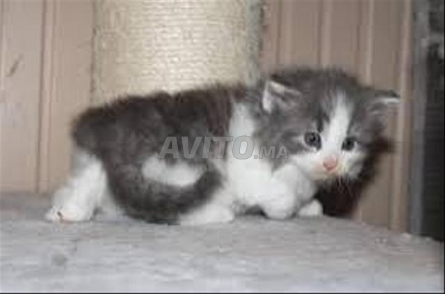 Scotch Straight bébé - 2