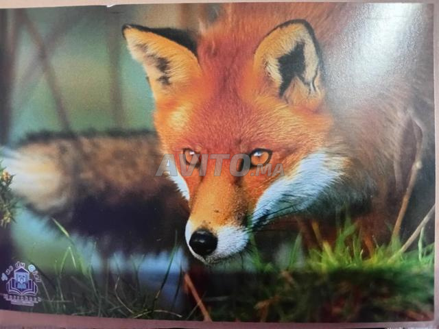 Cartes éducatives d'animaux en français et arabe