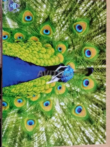 Cartes éducatives d'animaux en français et arabe - 2