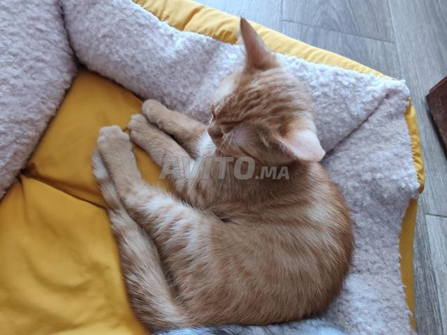 Chatons scottish - 2
