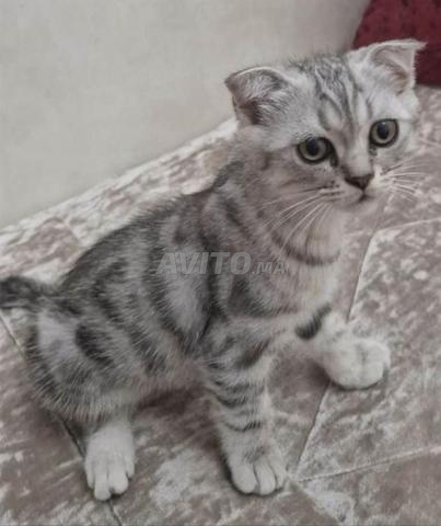 قطط سكوتيش