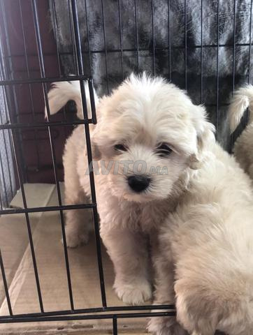 Bichon Havanais - 2