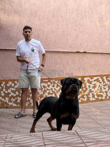 Chiot Rottweiler - 2