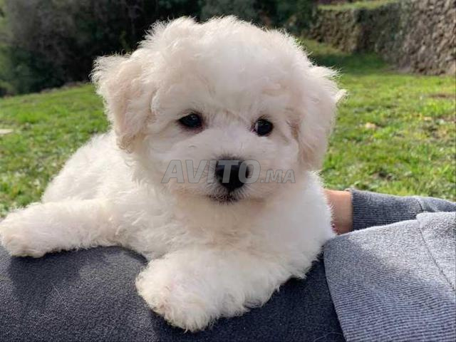 Caniche Bichon - 2