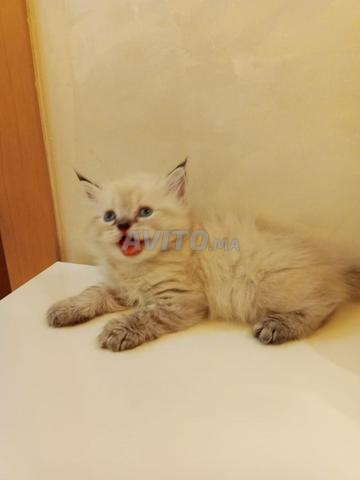 Chatons - 2