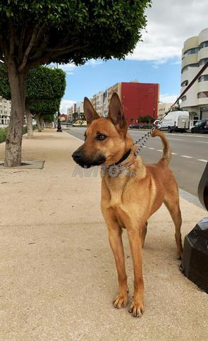 Malinois mâle - 2