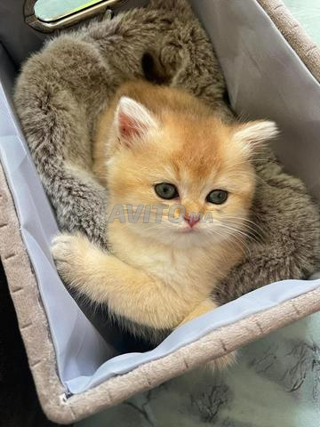 Chats British Shorthair disponibles - 2