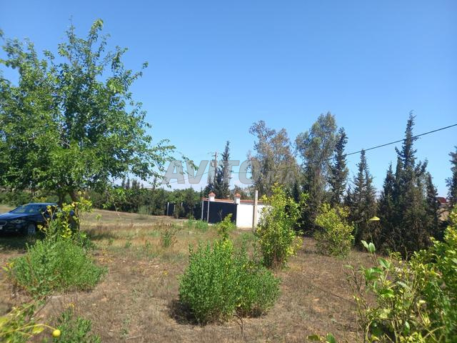 Ferme à vendre (Aïn Jouhra, Tiflet) - 2