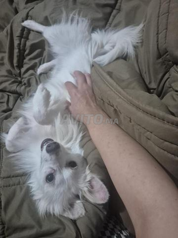 Chien spitz 8 mois blanc à vendre - 2