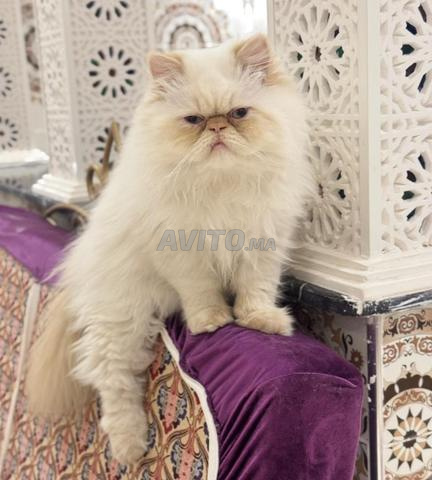 Magnifique Chat Persan Flame Point Mâle - 2