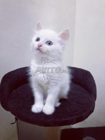 Chaton Angora Turc pure race poil long