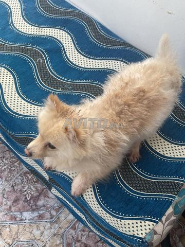 🐕 Chien Loulou à vendre - 2