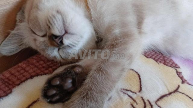 Chat (croisé Himalaya et Siamois) à vendre - 2