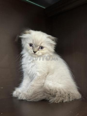 chaton scottish fold - 2