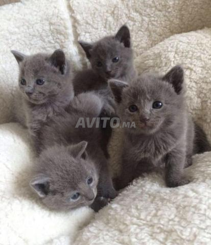 Chatons Bleu Russe - 2