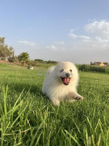 Spitz nain - 2