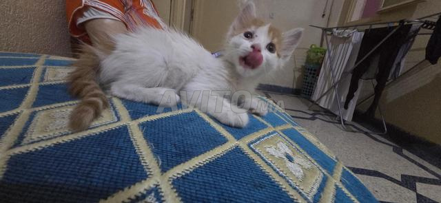 Chaton à donner - 2