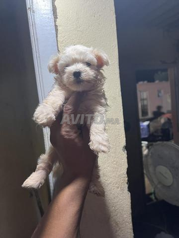 Bichon maltais - 2