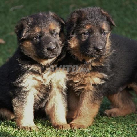 Berger allemand - 2