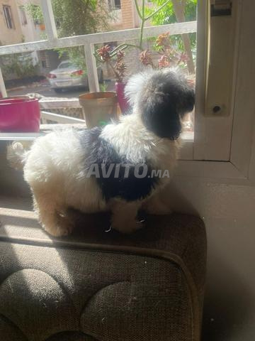 🐶 Femelle chiot Havanese à vendre 🐶 - 2