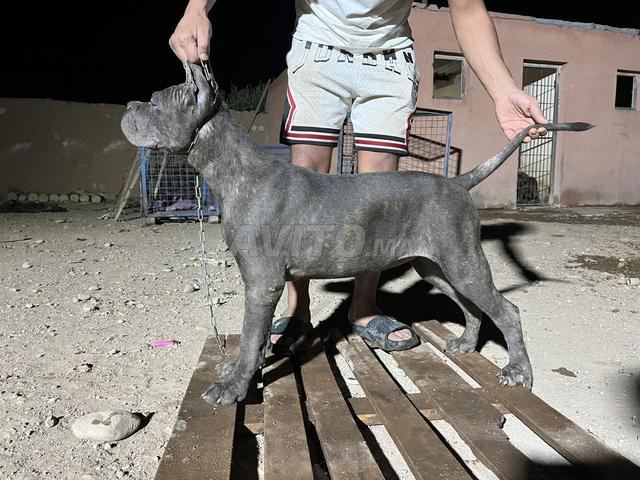 canecorsso - 2