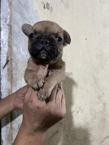 Bouledogue français - 2