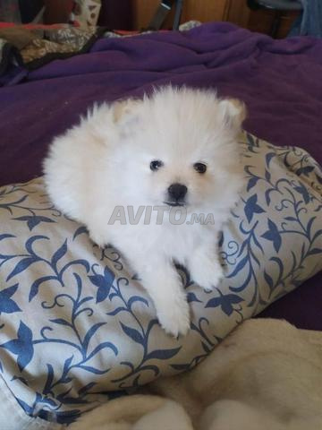 Spitz nain - 2