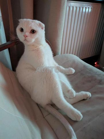 Magnifique chat Scottish Fold - 2