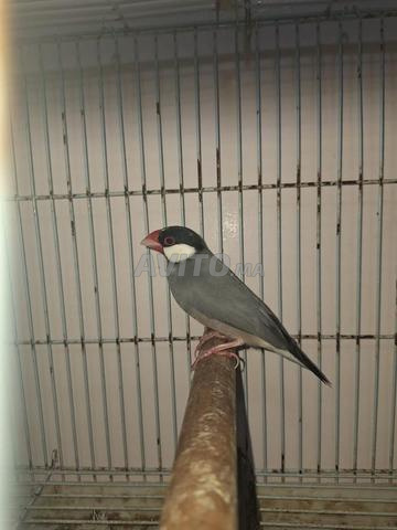Oiseaux Java à vendre en bonne santé - 2