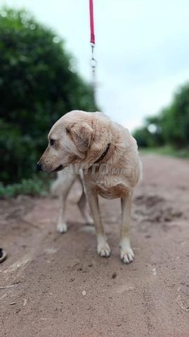 Donne superbe chien - 2