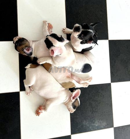 Chiot Bouledogue Français - 2