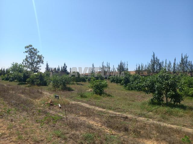 مزرعة للبيع (عين جوهر، تيفلت)
