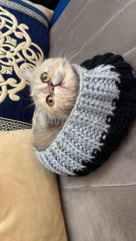 Chat persan femelle - 2