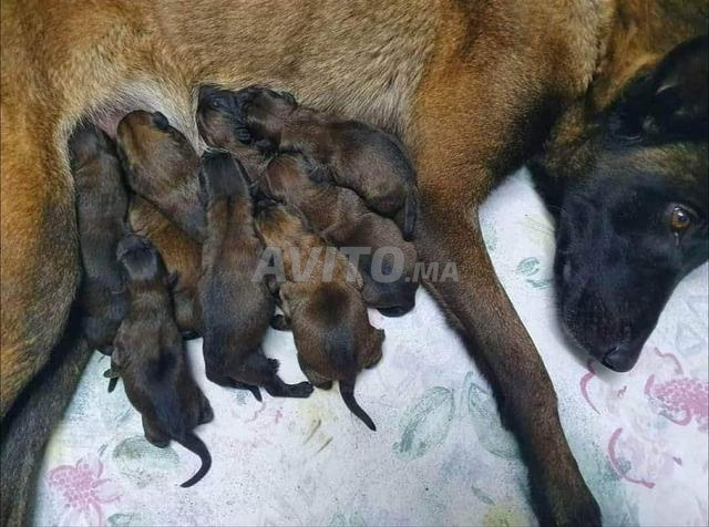 Chiots Malinois Charbonnier, bien - 2