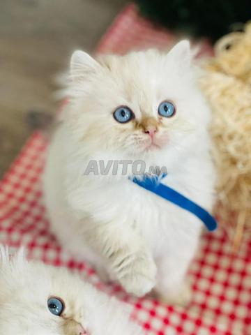 Chaton Highland Straight & British Longhair