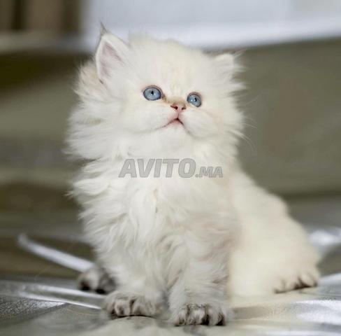 Chaton Highland Straight & British Longhair - 2
