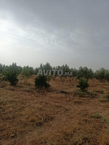 ضيعة فلاحية للبيع - 2