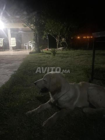 جولدن ريتريفر 6 أشهر