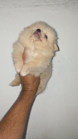 Spitz Pomeranian - 2