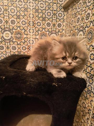 Chaton persan âgé d'un mois - 2