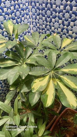 plantes pour intérieur et jardin - 2