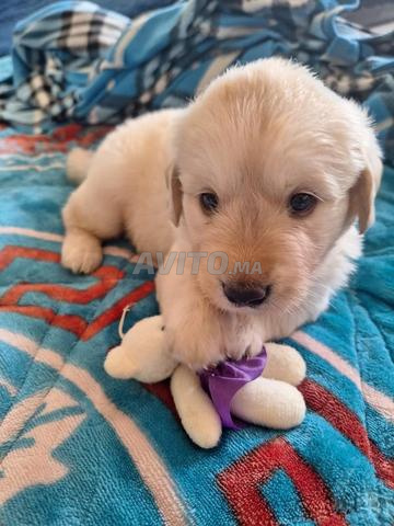 🐶 جرو رائع من فصيلة الجولدن ريتريفر نقية السلالة