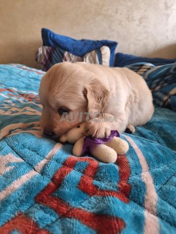 🐶 جرو رائع من فصيلة الجولدن ريتريفر نقية السلالة - 2