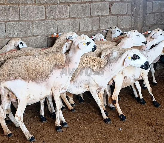 Mouton Sardi de bonne qualité à vendre, bon prix