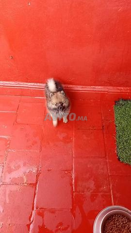 Femelle Spitz Pomeranian - 2