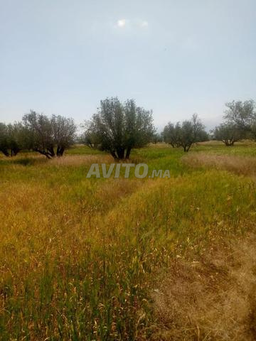 أرض مسجلة للبيع - 2